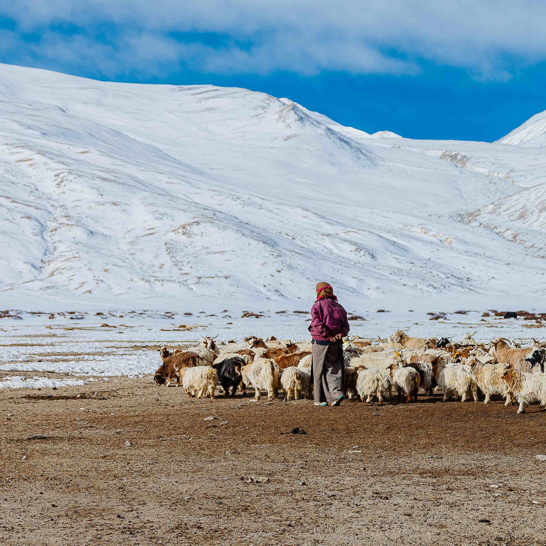 Travel to Nubra Valley