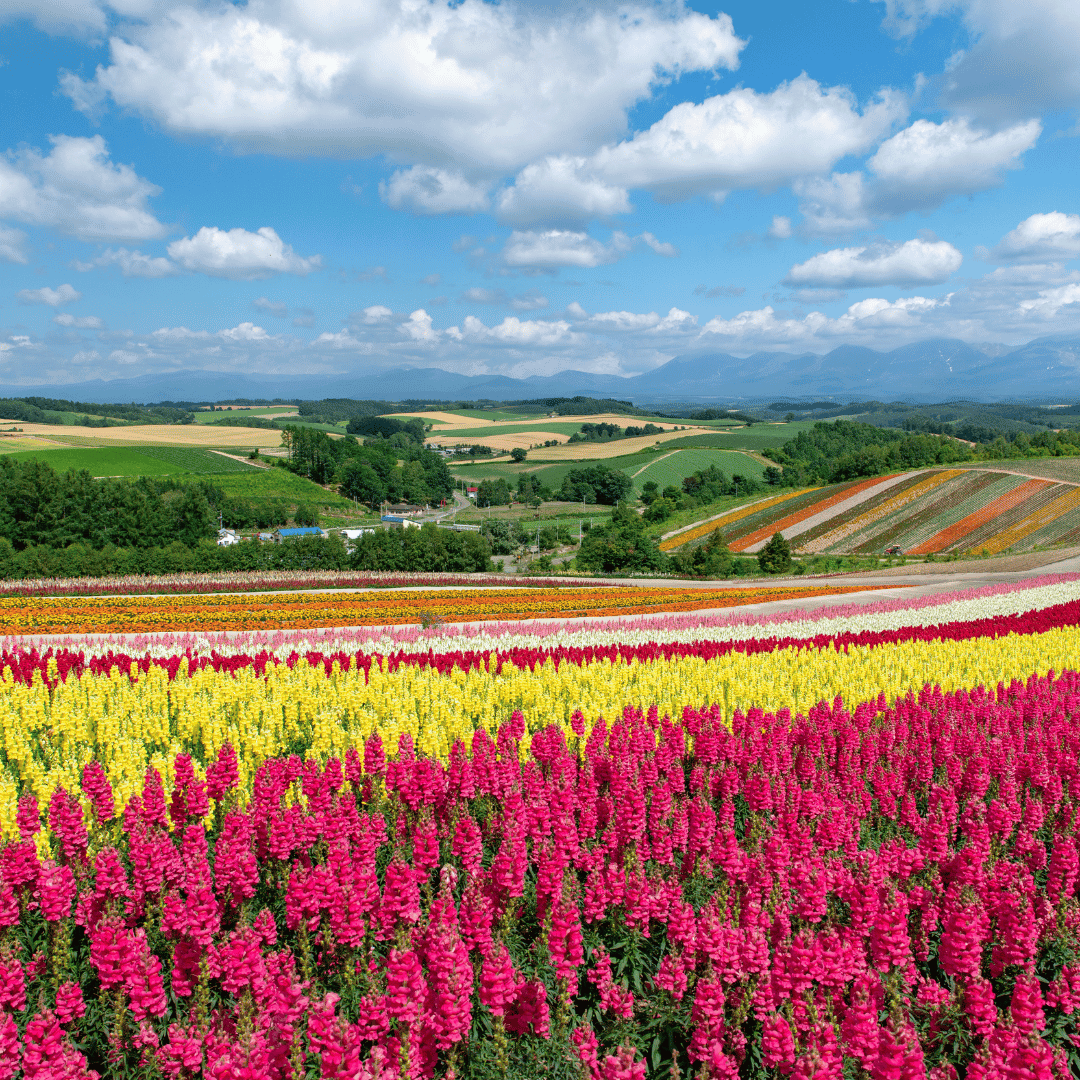 Transfer to Hokkaido | Evening onsen experience and relax