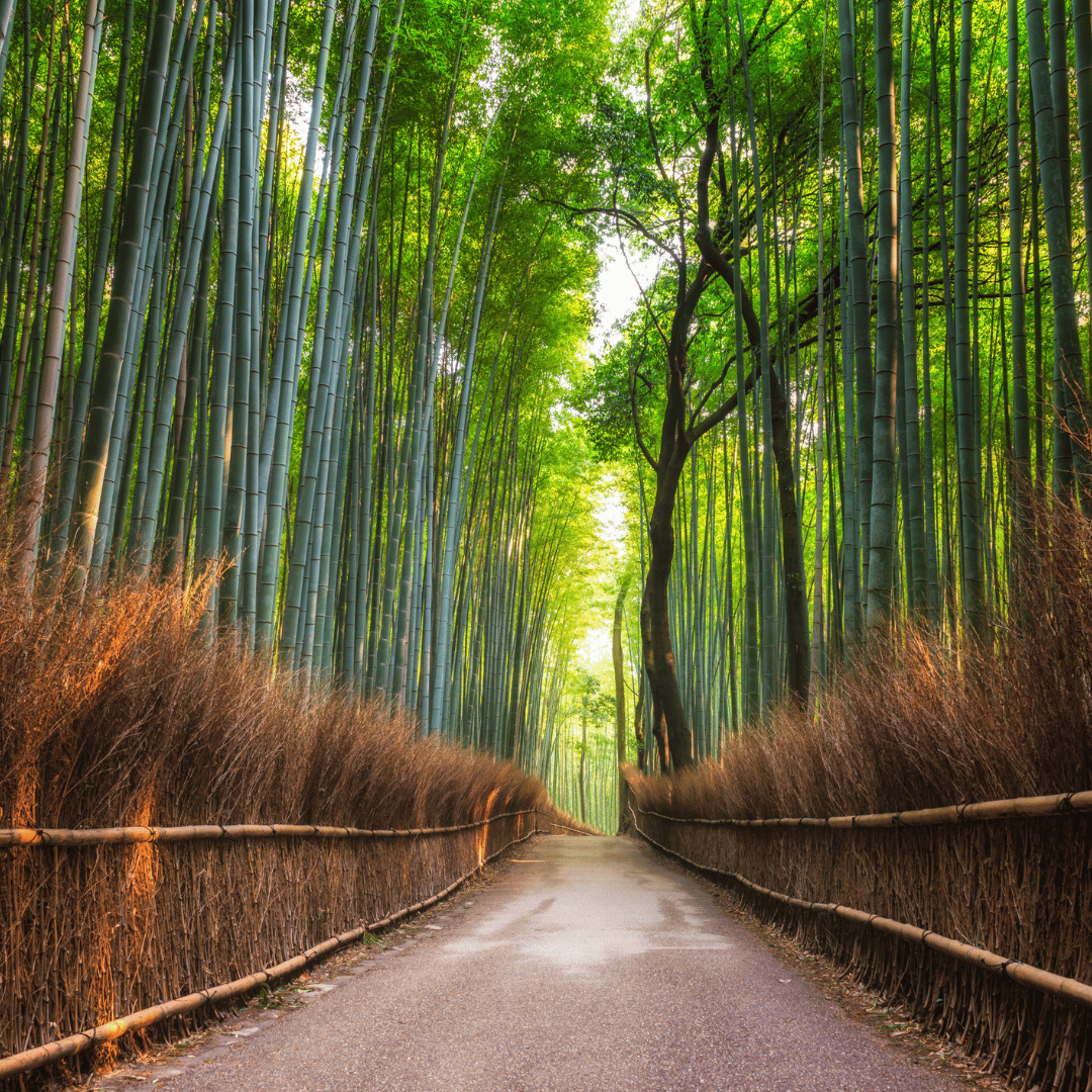 Kyoto full day tour visting Nara Park, Fushimi Inari, etc.