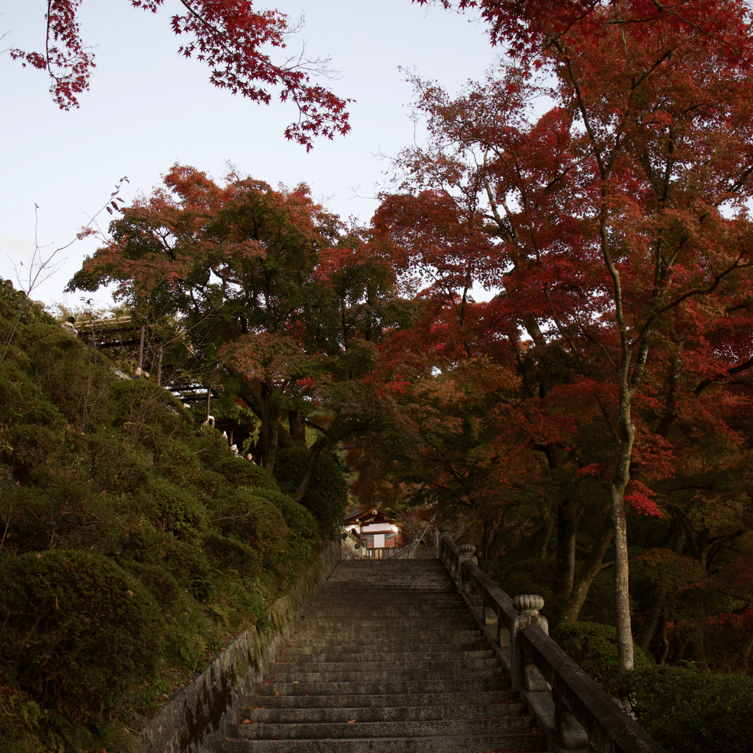 Why Travelling to Japan in Autumn is Taking Over — And Why You Should Too!