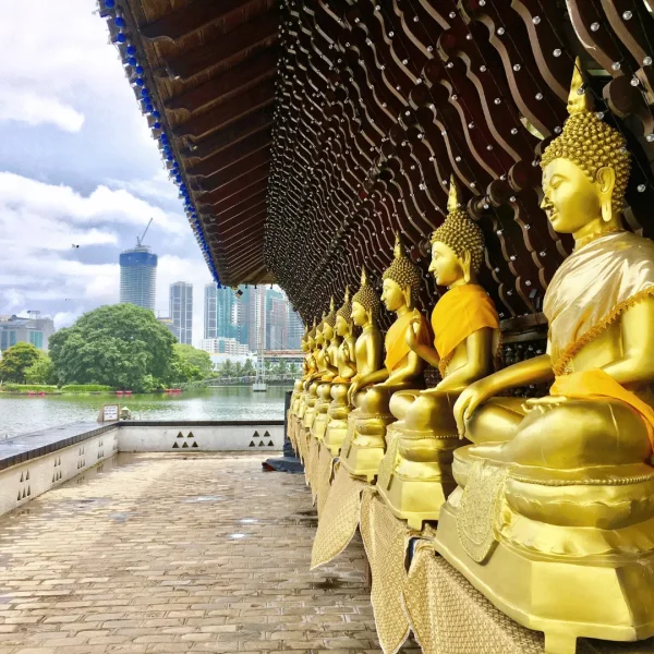 From Beaches to Tea Hills: The Best Sri Lanka Tour Experiences