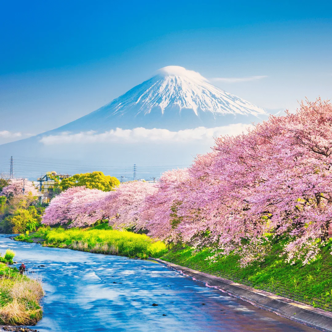 Full day Mt. Fuji trip with lunch