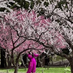 7 Reasons Women Should Visit Japan During Cherry Blossom Season