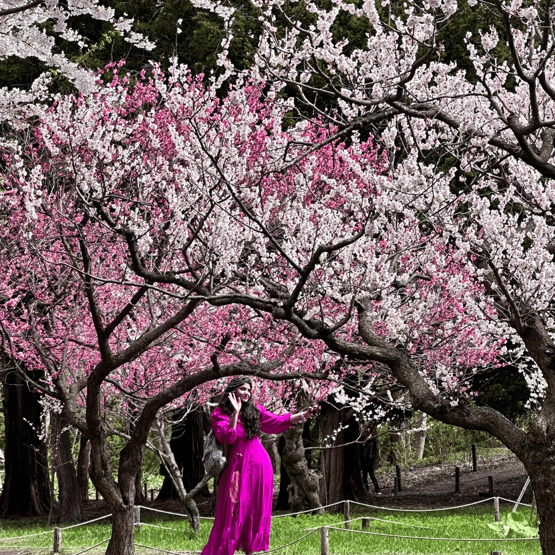 7 Reasons Women Should Visit Japan During Cherry Blossom Season