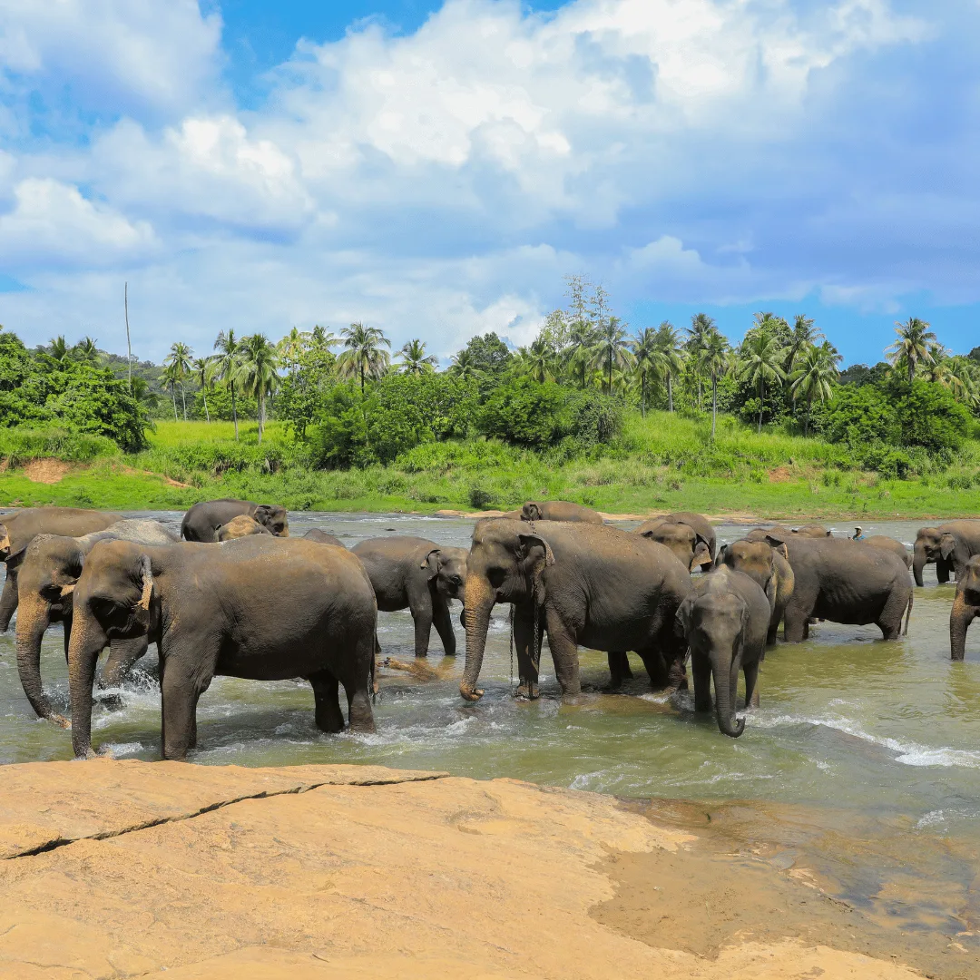 Arrival and transfer to Sigiriya
